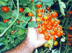 Итальянские помидоры