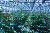 Розы в теплице: правила выращивания и ухода за “королевой цветов”